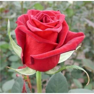 Роза "Black bacara"